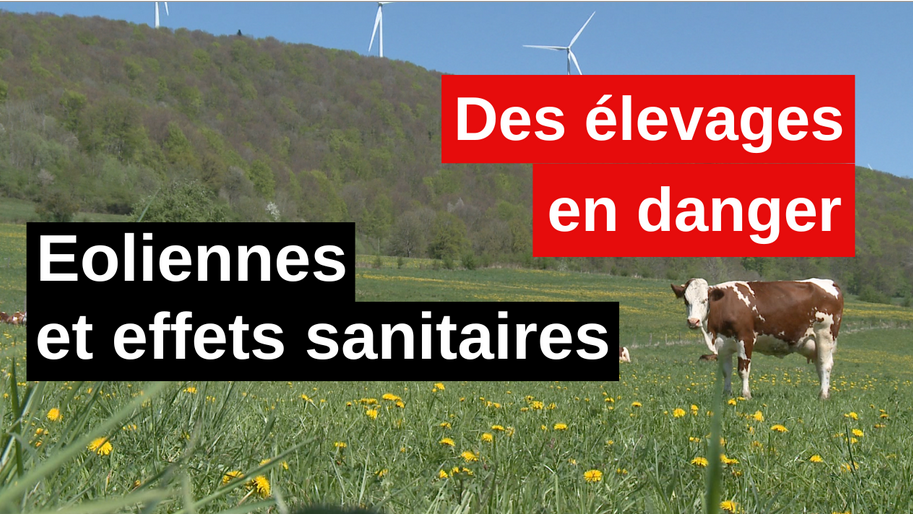 Éoliennes et effets sanitaires : des élevages en danger (VIDÉO)