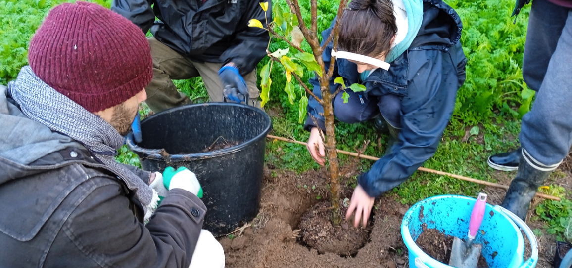 L’automne : le meilleur moment pour planter des arbres