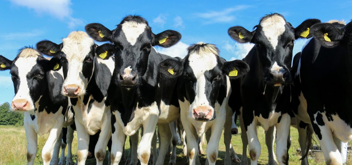 Un tribunal administratif demande l’arrêt d’une antenne 4G pour cause de surmortalité des vaches