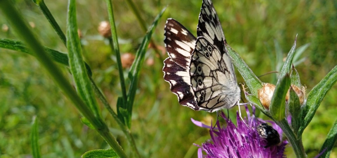 Des centaines de jardins ouverts au public pour faire découvrir le jardinage au naturel