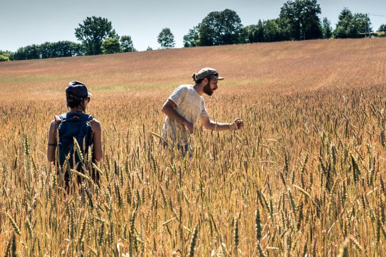 Haute-Vienne : du pain bio qui ne dépend pas du cours du blé